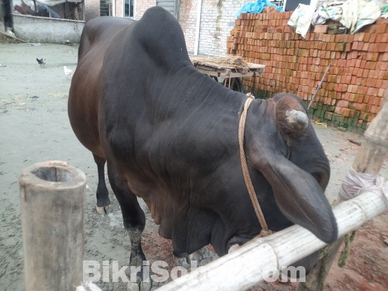 কুরবানীর জন্য অরিজিনাল দেশি ষাঁড়